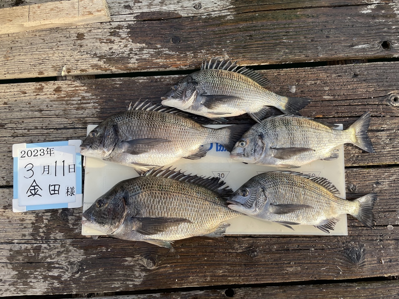 伝説釣り雑誌東海·中部の釣り総合誌フィッシュオン1991年11冊