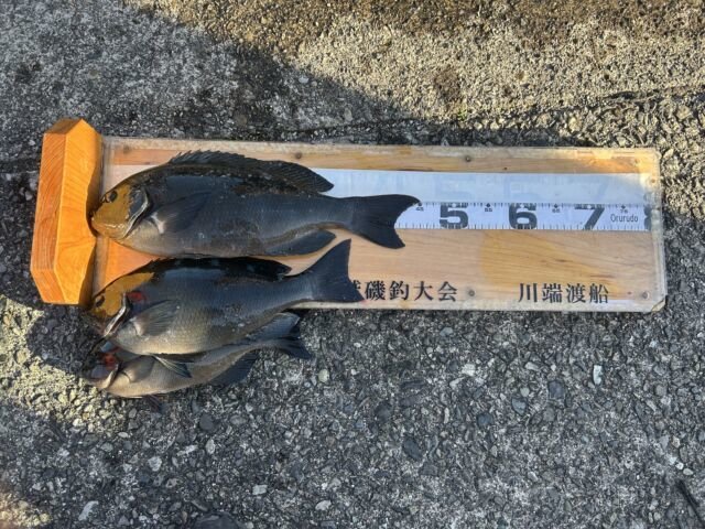 ��ü����