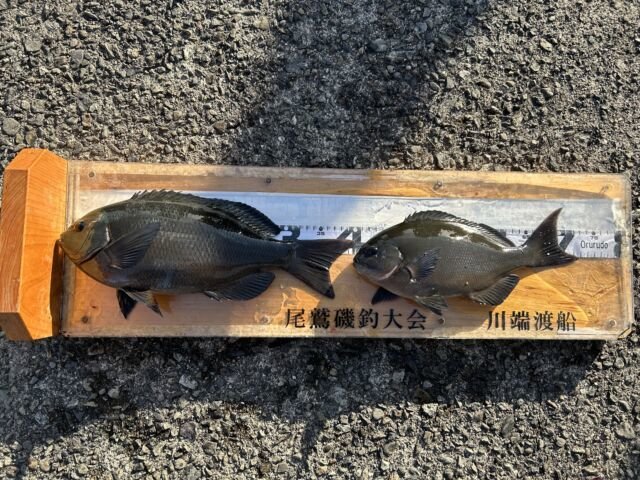 ��ü����