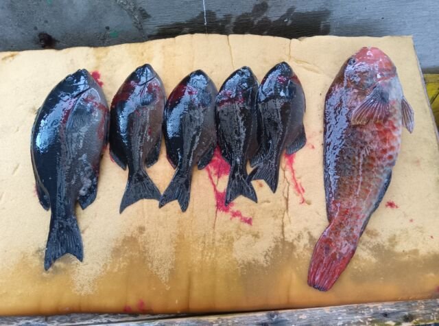 ��������