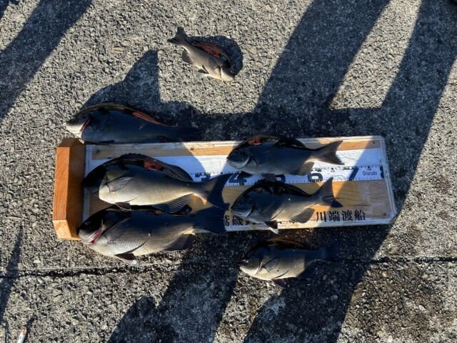 ��ü����