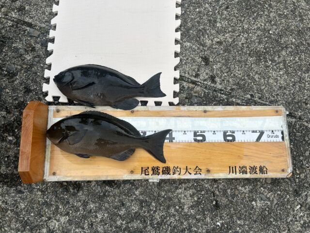 ��ü����