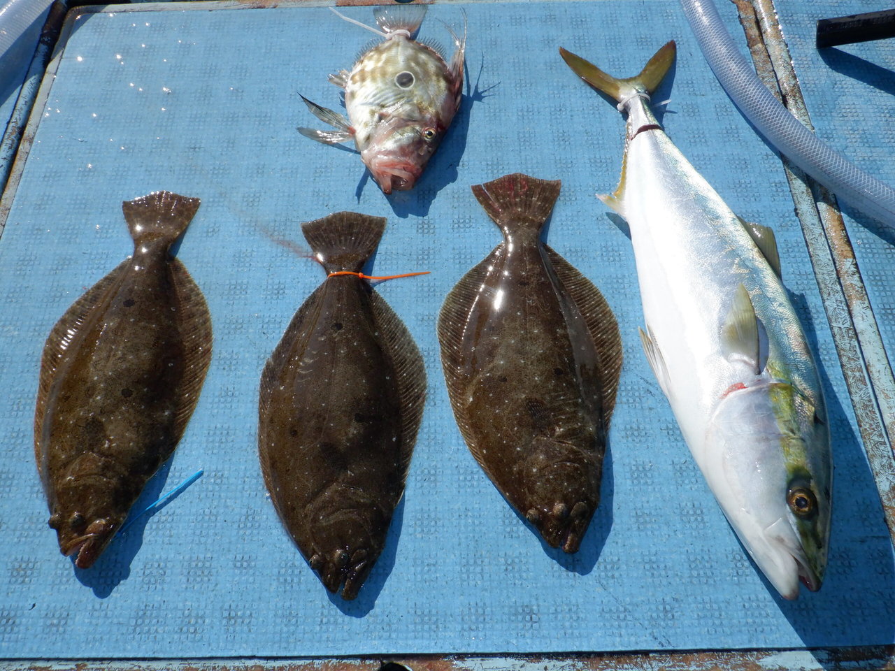 �Ӥޤ��Ĥ���