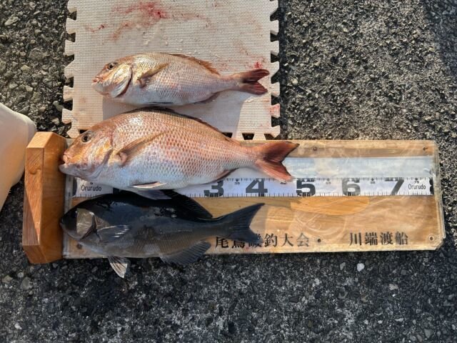 ��ü����