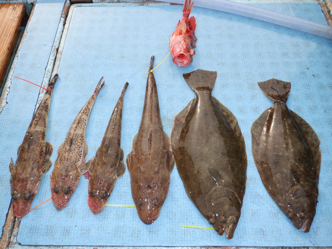 �Ӥޤ��Ĥ���