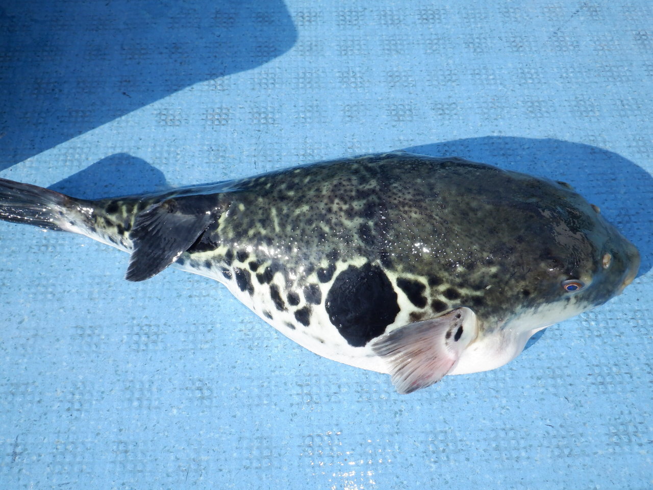 �Ӥޤ��Ĥ���