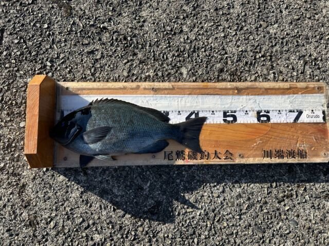 ��ü����