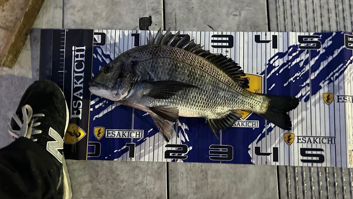 ���å�����