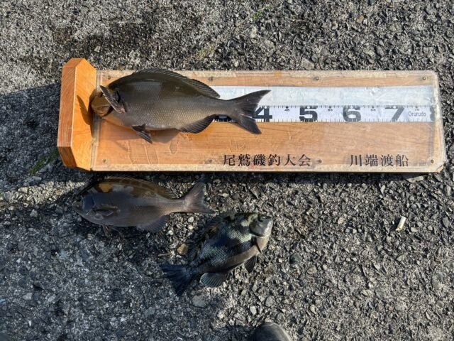 ��ü����