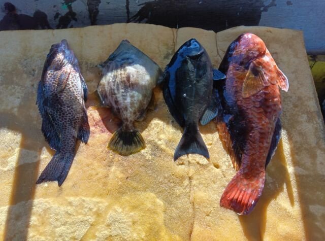 ��������