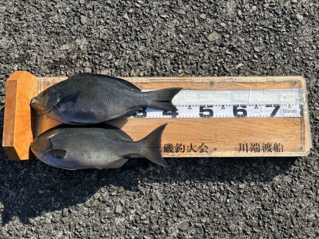 ��ü����