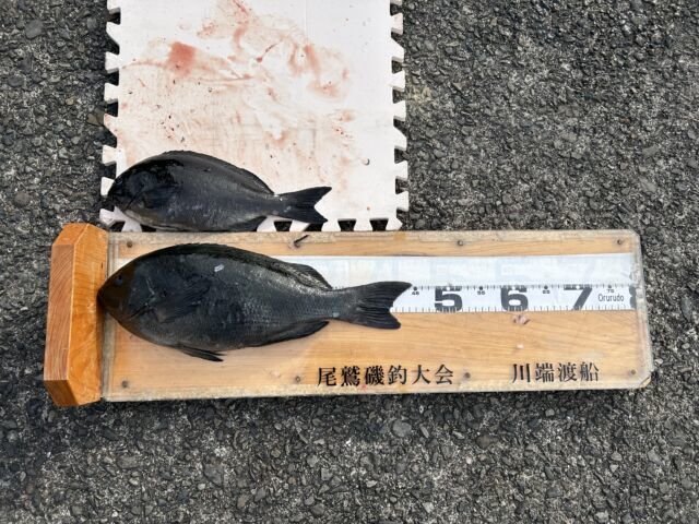 ��ü����