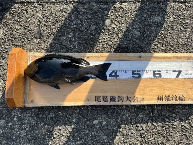 ��ü����