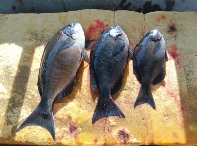 ��������