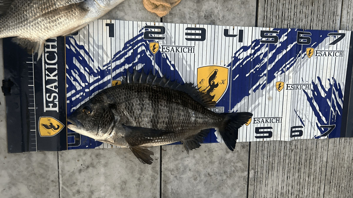 ���å�����