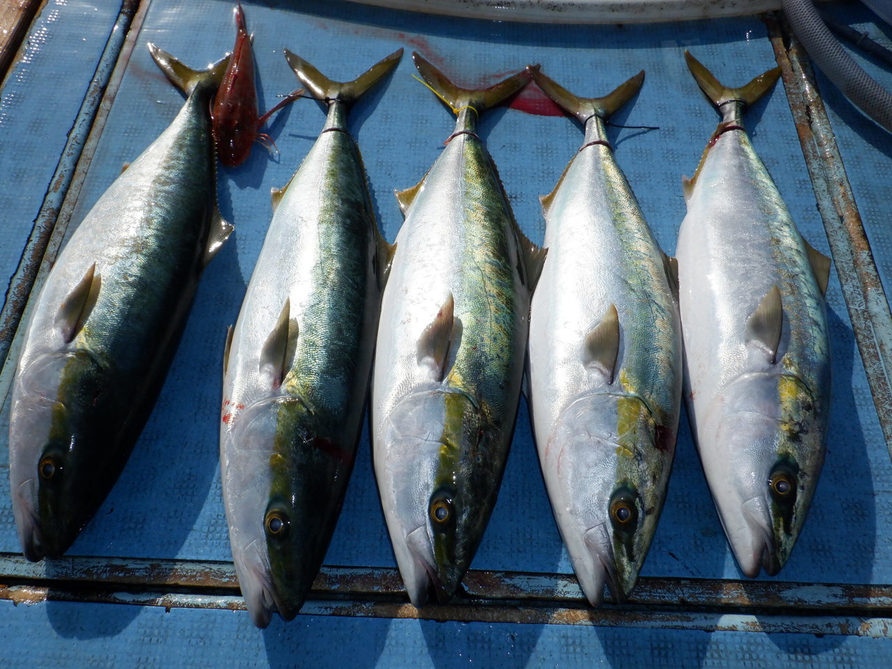 �Ӥޤ��Ĥ���