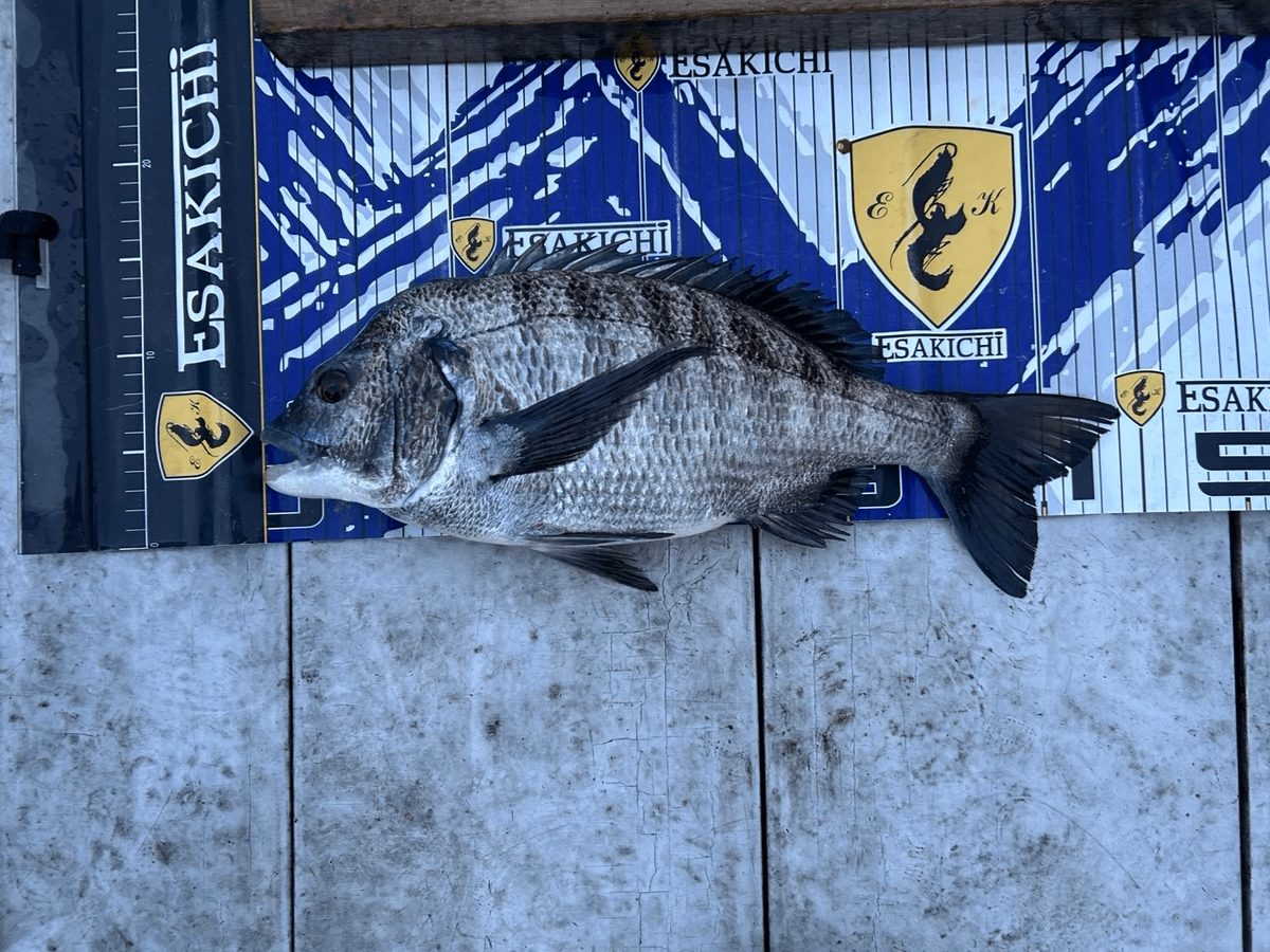 ���å�����