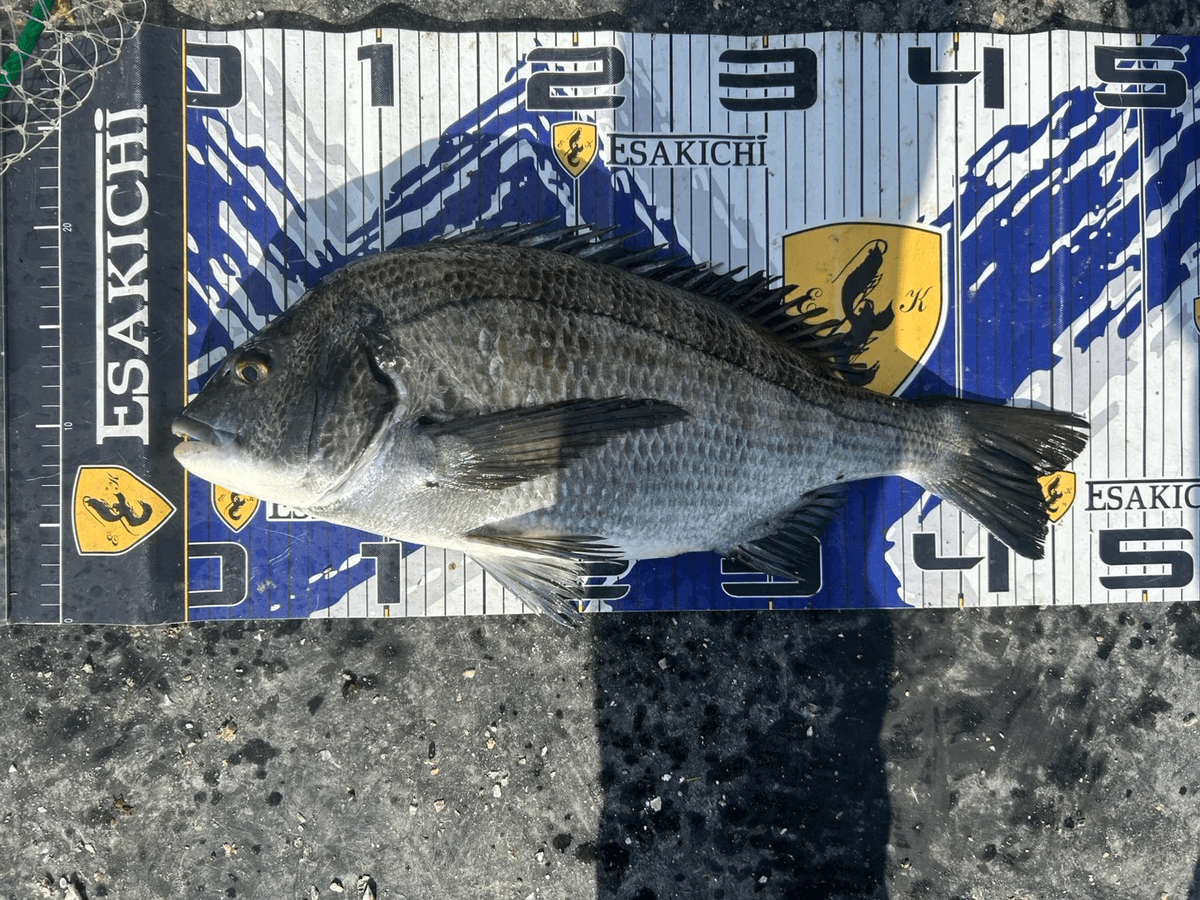 ���å�����