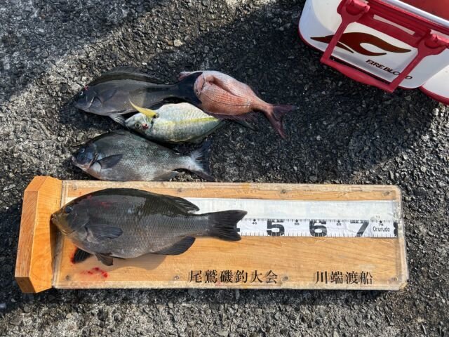 ��ü����