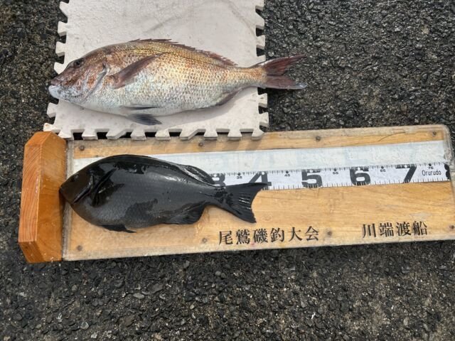 ��ü����