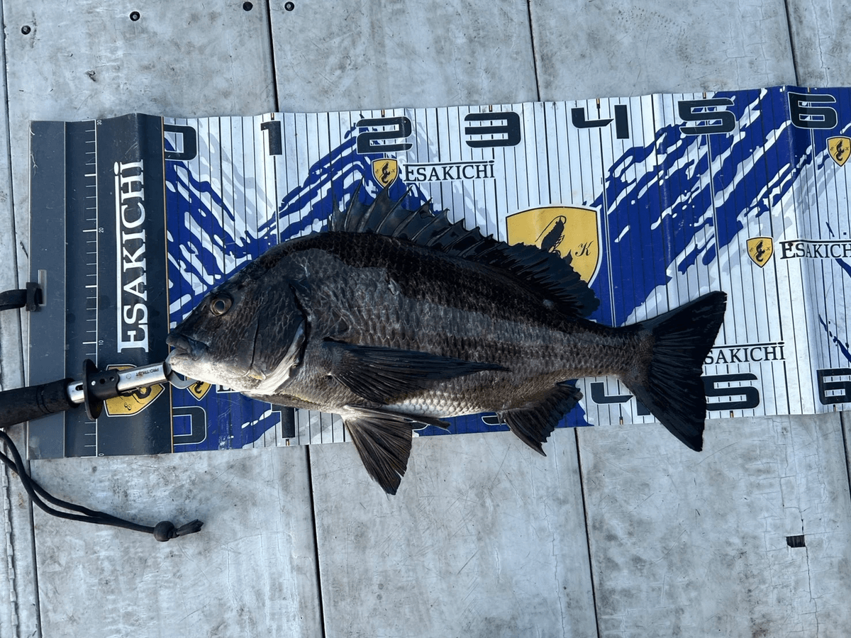 ���å�����