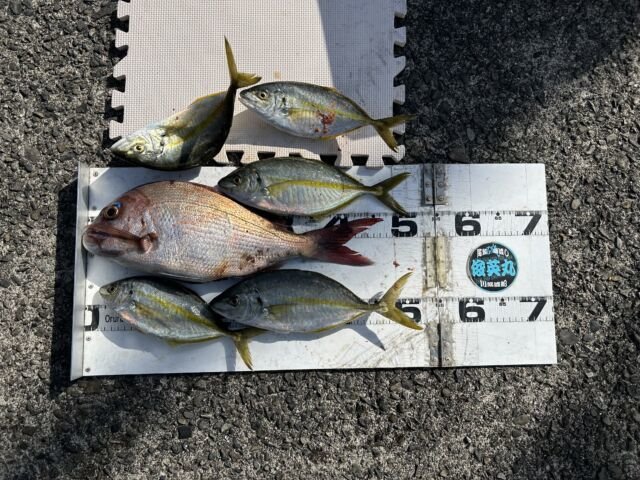 ��ü����