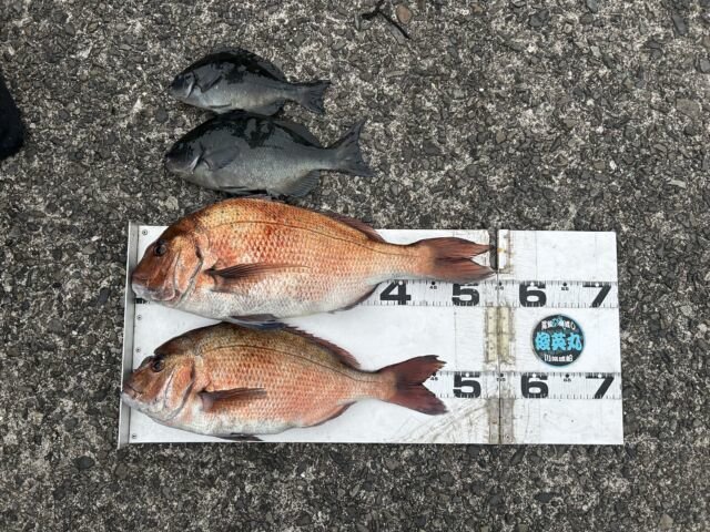 ��ü����