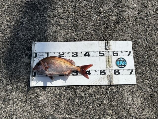 ��ü����