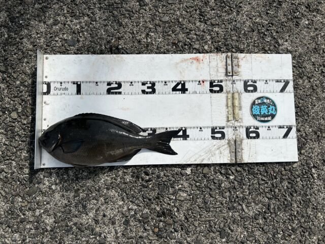 ��ü����