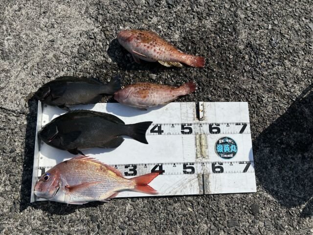 ��ü����