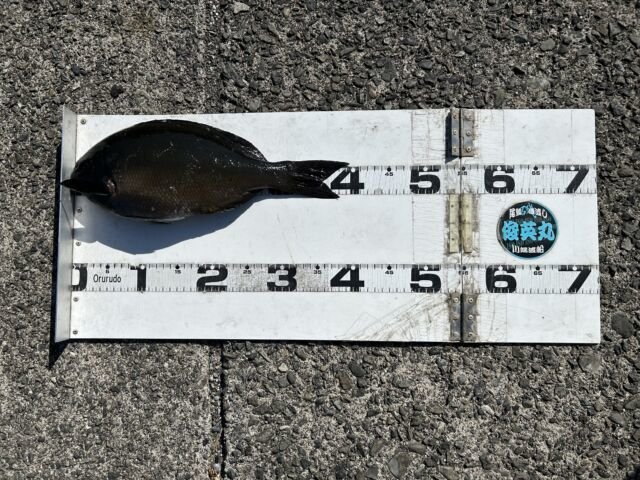 ��ü����