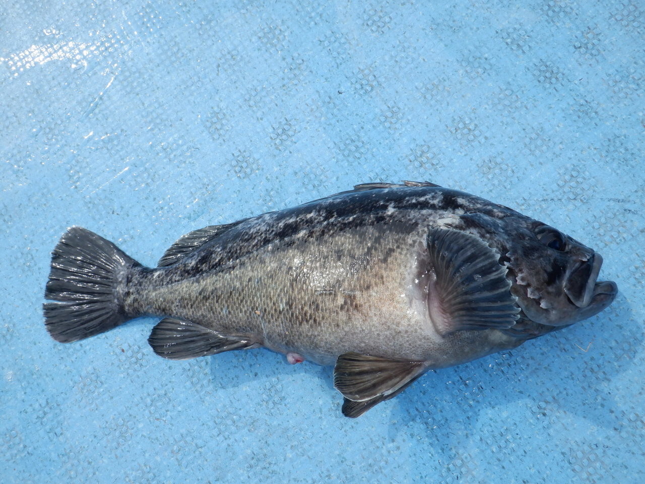 �Ӥޤ��Ĥ���