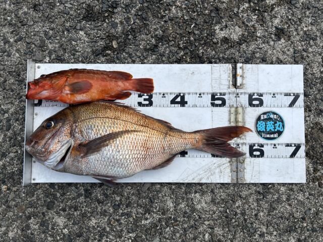 ��ü����