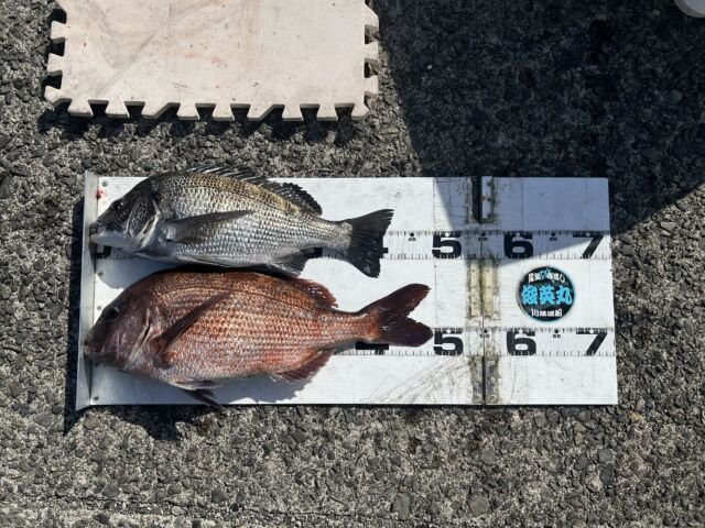 ��ü����