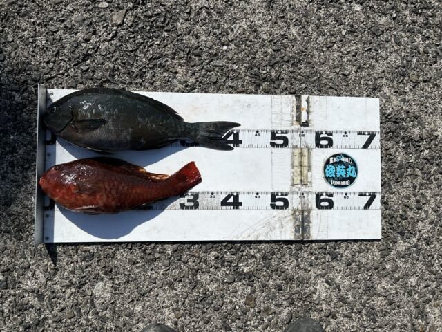 ��ü����