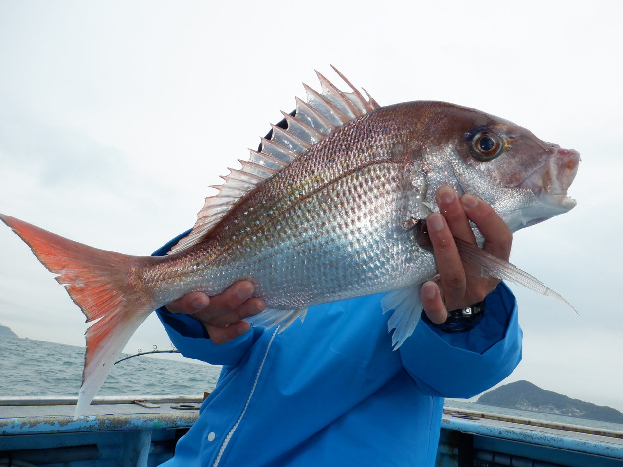 �Ӥޤ��Ĥ���