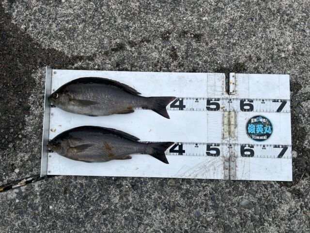 ��ü����